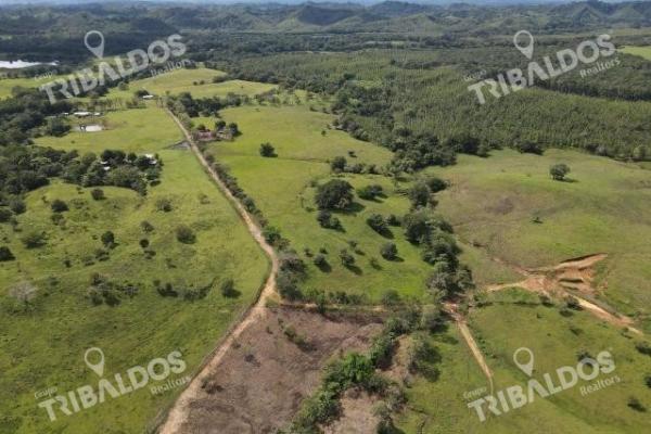 Se vende finca ganadera en margarita de chepo