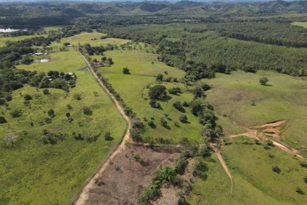 Venta de finca margarita chepo 200 has