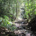 Terreno de 95 ha con bosque primario