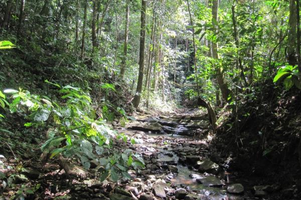 Terreno de 95 ha con bosque primario