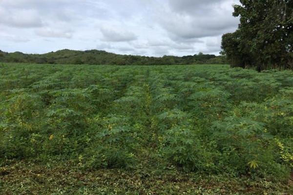 Venta de finca agrícola en ocú 128 hectáreas