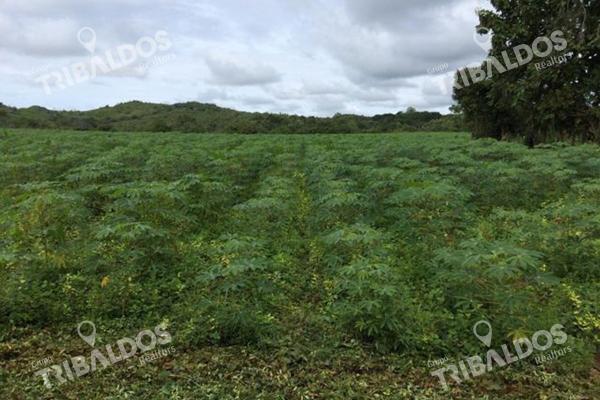 Venta de finca agrícola en ocú