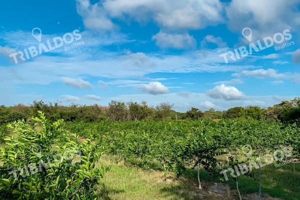 Venta de finca en antón, coclé