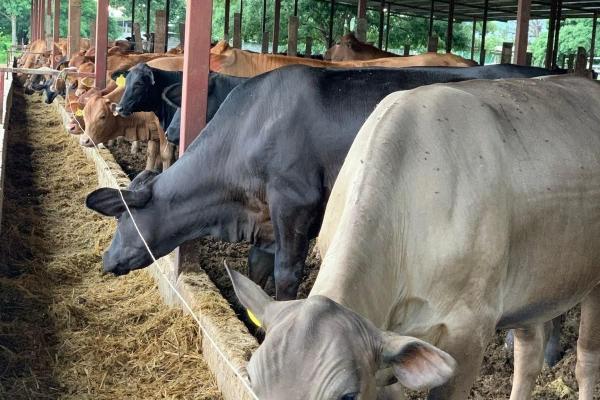 Granja de 13.6 ha con casa, galeras y río en natá, coclé