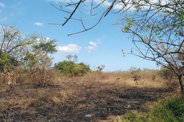 Land for sale in punta barco