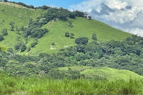 Fincas ganaderas en chame