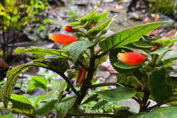 Oportunidad de inversión ultra rara en el canal de panamá
