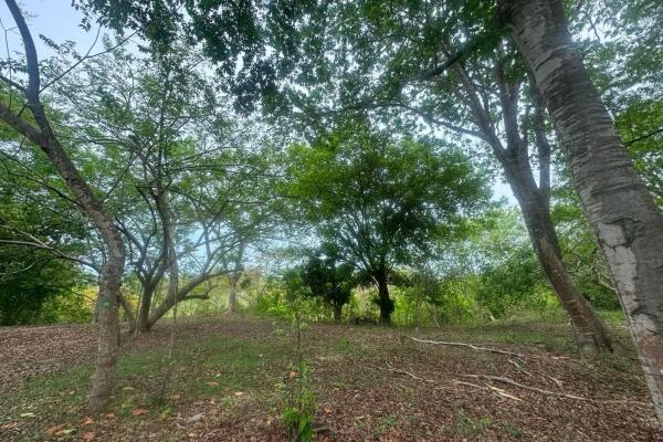 Venta de terreno de 9.9 hectáreas cerca de playas en el higo, san carlos