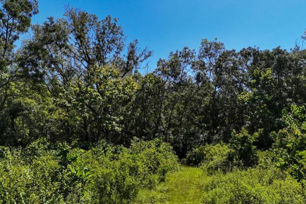 Commercial property in boca chica