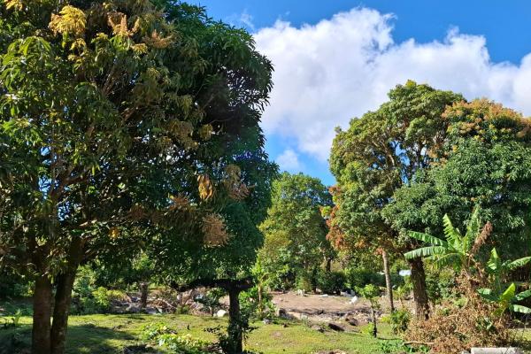 Exceptional mountain lot in el valle de antón!