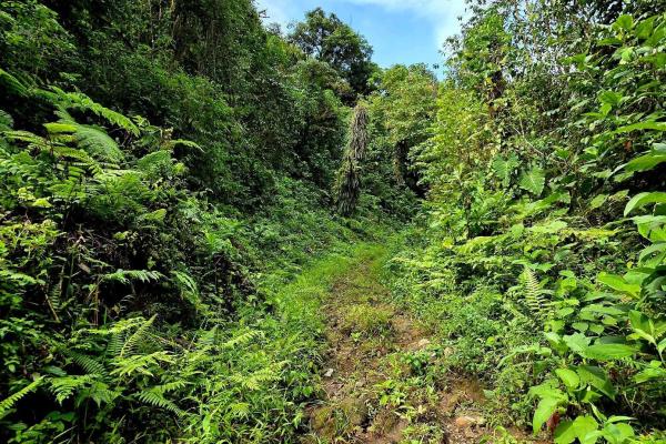 96.10 hectare in boquerón, las monjas