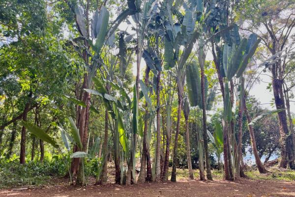 Beachfront off-grid home for sale