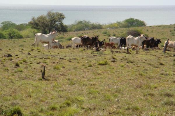 Incredible beachfront farm for sale