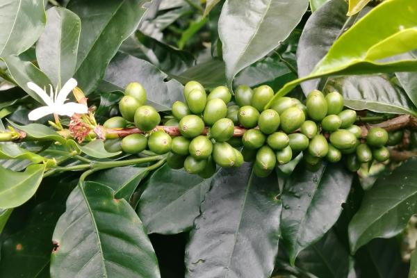 Award winner coffee farm