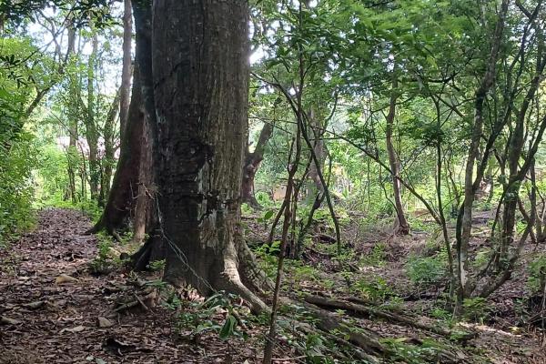 Sale of land 116 acres in san miguel, pacora river
