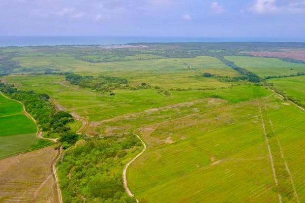 Operating rice farm for sale
