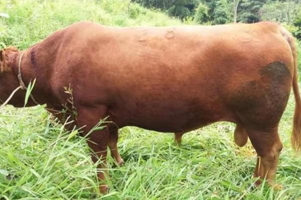 Finca de 68 hectareas en chicá, panama oeste