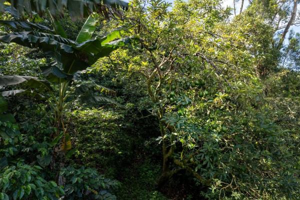 Finca de café y aguacate de boquete con vistas al volcán barú