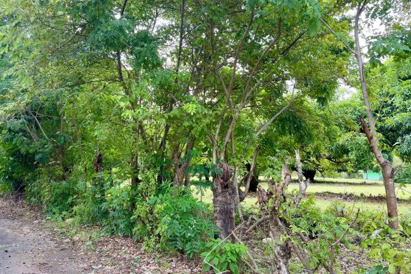 Venta de terreno en gorgona