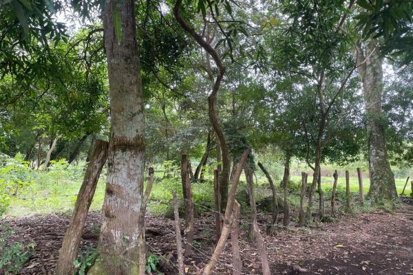 Three plots of land for sale near dolega, boquete