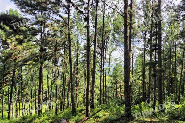 Venta de terreno en sora bejuco