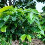 Finca de café en venta – boquete, panamá