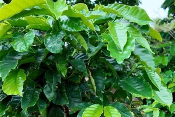 Finca de café en venta – boquete, panamá
