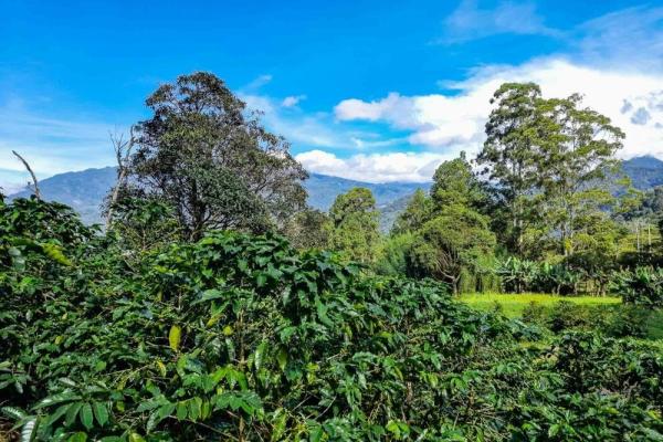 Premium home building lot in las terrazas –boquete