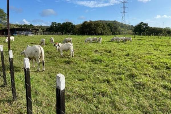 Fincas ganaderas en chame