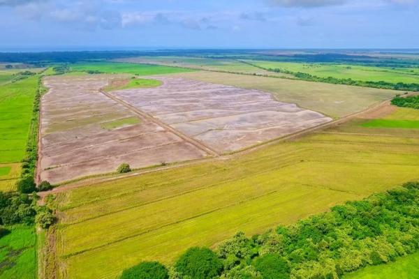 Operating rice farm for sale