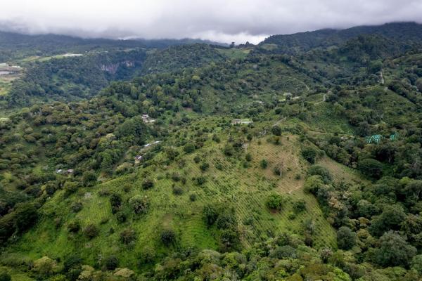 12 plus - ha producing coffee farm in boquete