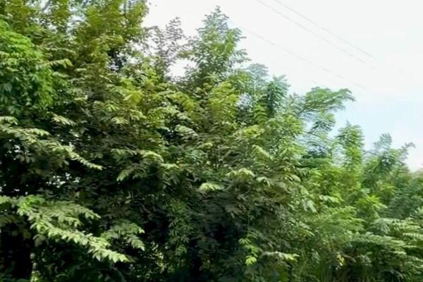 Land for sale 1 in gorgona