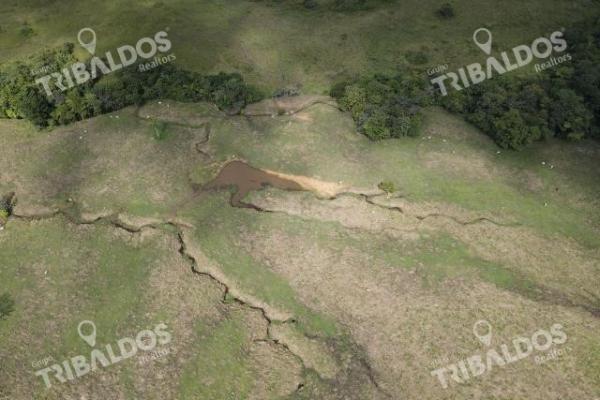 Se vende finca ganadera en margarita de chepo