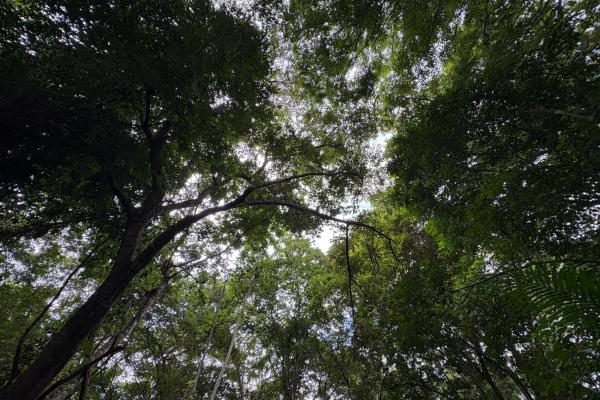 +9 hectáreas de terreno plano frente al mar en venta