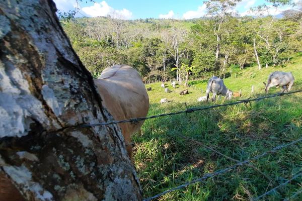 Finca agrícola en venta en renacimiento, monte lirio, palmarito.