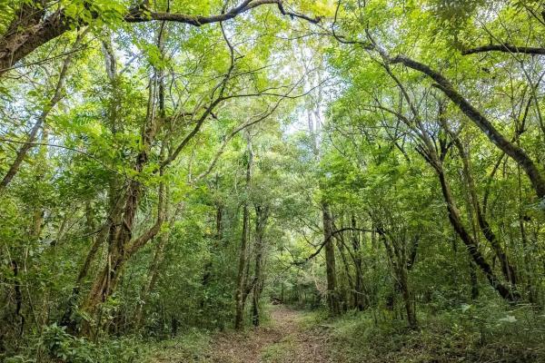 22 hectares with creek and mountain views