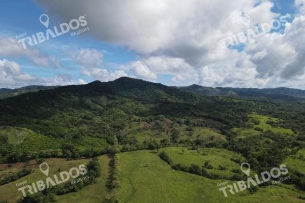 Se vende finca ganadera en margarita de chepo