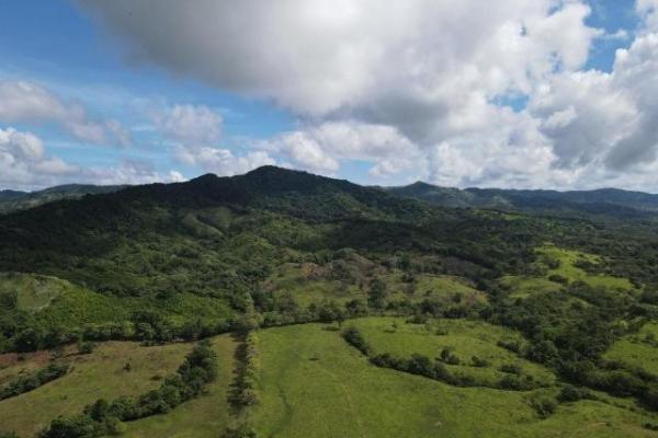 Venta de finca margarita chepo 200 has