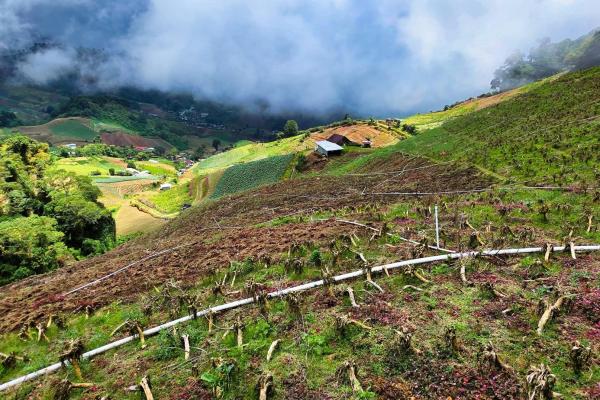 Finca agrícola en venta – cerro punta, chiriquí