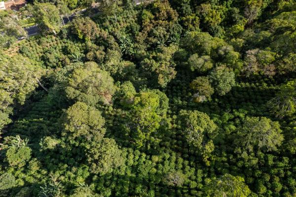 Finca de café y aguacate de boquete con vistas al volcán barú