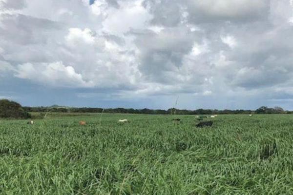 Venta de finca agrícola en ocú 128 hectáreas
