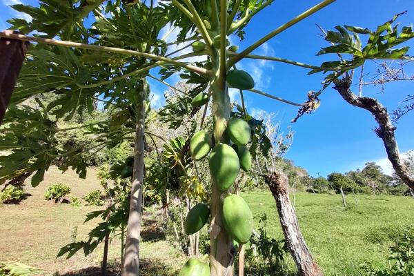 Lote privilegiado en venta en volcán