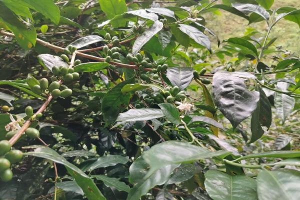 Award winner coffee farm