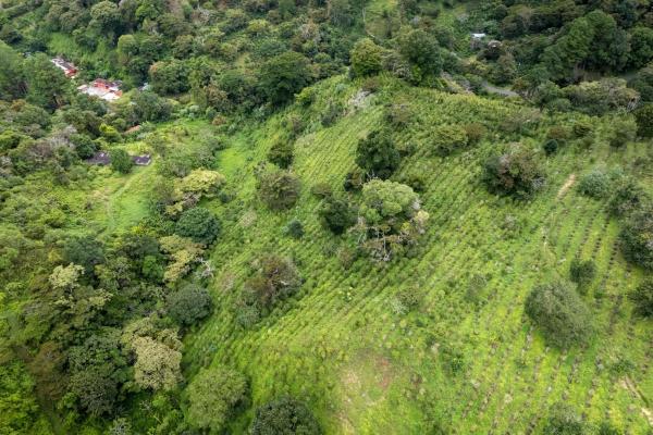 12 plus - ha producing coffee farm in boquete
