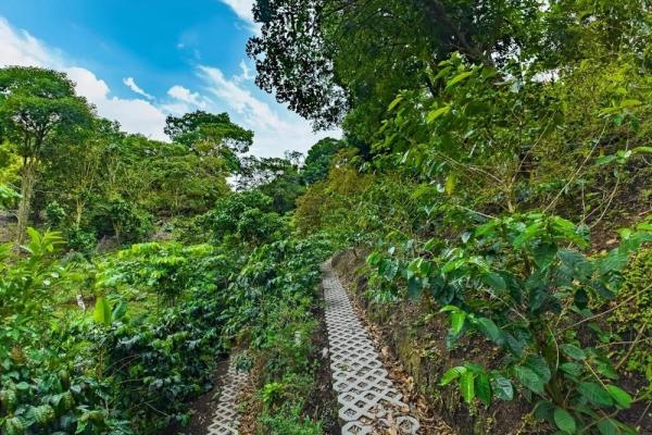 Cabaña con vistas al volcán barú en venta en jaramillo