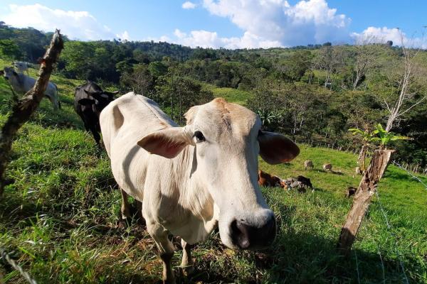 Finca agrícola en venta en renacimiento, monte lirio, palmarito.