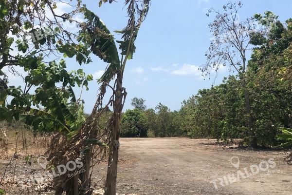 Venta de terreno frente a la panamericana, santa clara