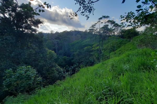 Finca agrícola en venta en renacimiento, monte lirio, palmarito.