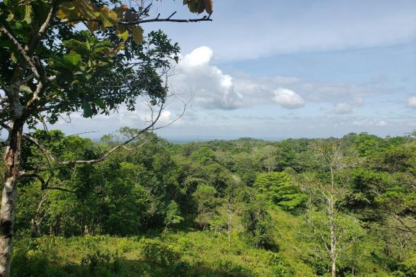 Land for sale in colon, buena vista, el giral