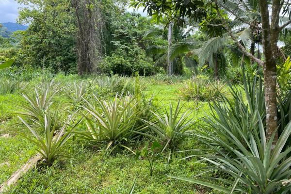 3 hectares of caribbean oceanfront
